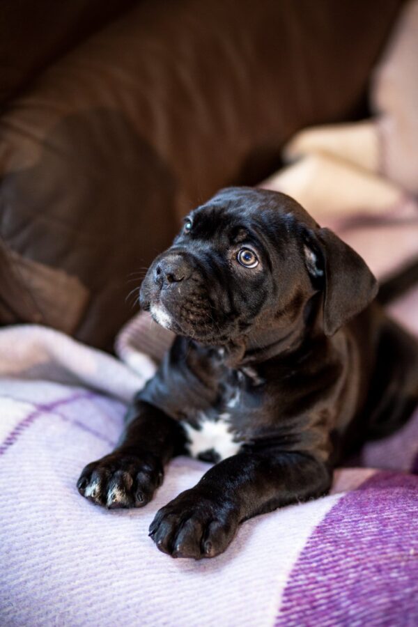 Francisca Cane Corso Francisca Cane Corso