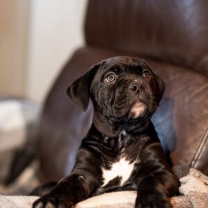 Francisca Cane Corso Francisca Cane Corso