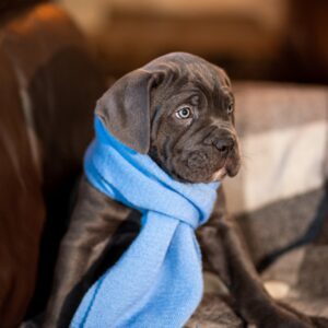 Fredo Cane Corso Fredo Cane Corso