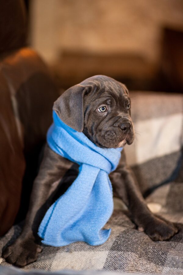 Fredo Cane Corso Fredo Cane Corso