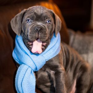 Fredo Cane Corso Fredo Cane Corso