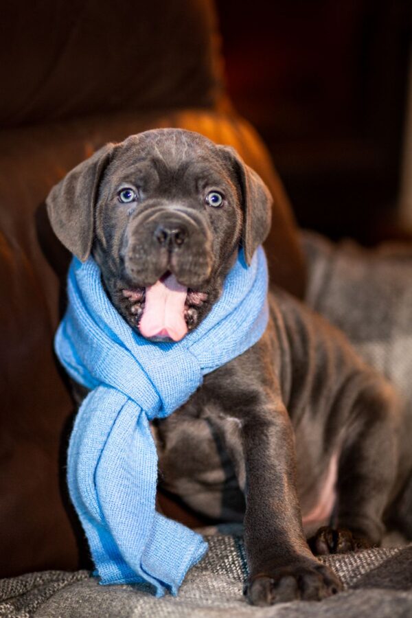 Fredo Cane Corso Fredo Cane Corso