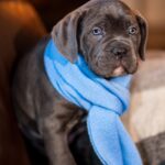 Fredo-male-cane-corso-puppy-for-sale-1 (3)