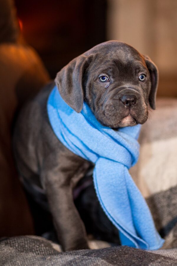 Fredo Cane Corso Fredo Cane Corso