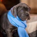 Fredo-male-cane-corso-puppy-for-sale-1 (4)