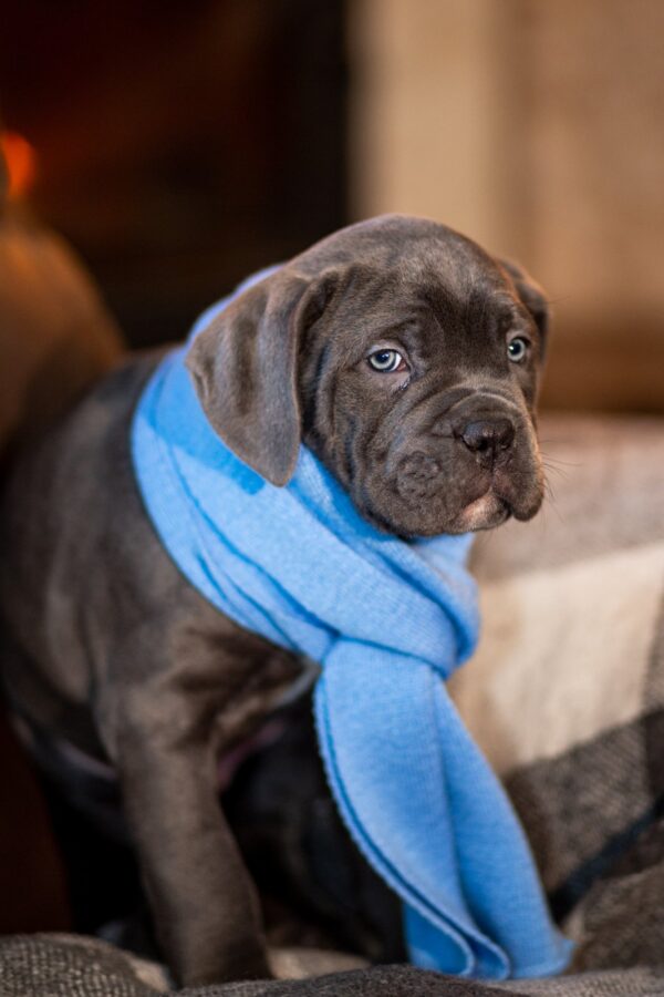 Fredo Cane Corso Fredo Cane Corso