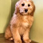 Galatea-female-Labradoodle-puppy-for-sale-1