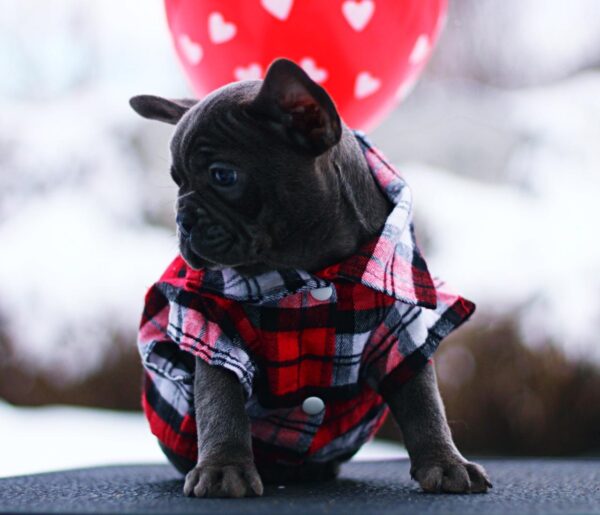 Gameboy French Bulldog Gameboy French Bulldog