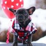 Gameboy-male-French-Bulldog-puppy-for-sale-2