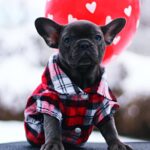 Gameboy-male-French-Bulldog-puppy-for-sale-3