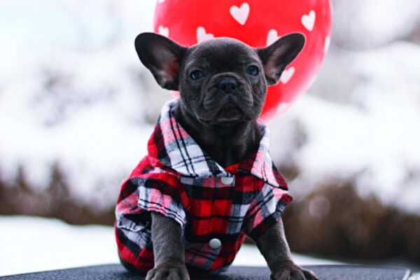 Gameboy French Bulldog Gameboy French Bulldog