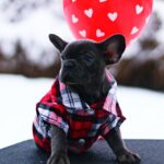 Gameboy-male-French-Bulldog-puppy-for-sale-4