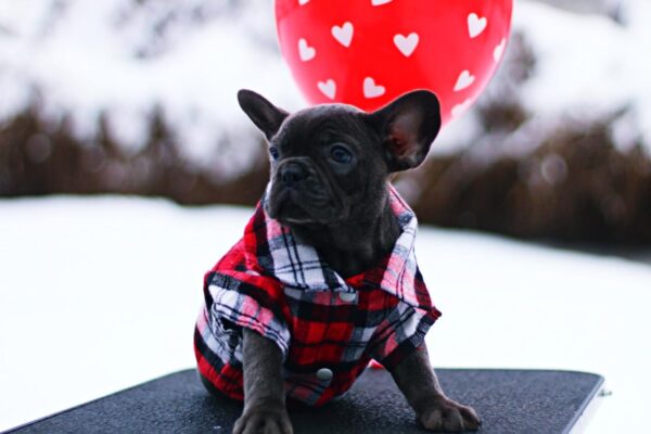 Gameboy French Bulldog Gameboy French Bulldog