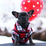 Gameboy-male-French-Bulldog-puppy-for-sale-5