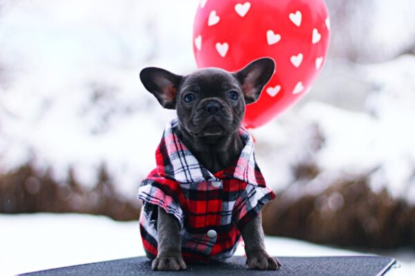 Gameboy French Bulldog Gameboy French Bulldog