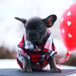 Gameboy-male-French-Bulldog-puppy-for-sale-6