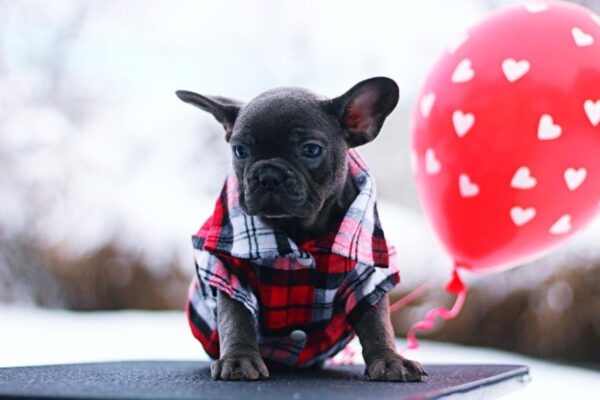 Gameboy French Bulldog Gameboy French Bulldog