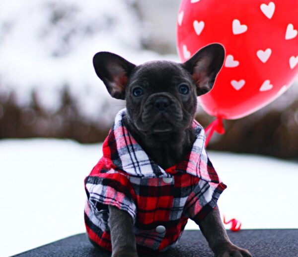 Gameboy French Bulldog Gameboy French Bulldog