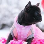 Garnet-female-French-Bulldog-puppy-for-sale-1