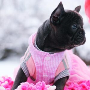 Garnet French Bulldog Garnet French Bulldog