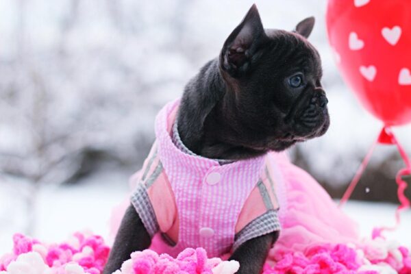 Garnet French Bulldog Garnet French Bulldog