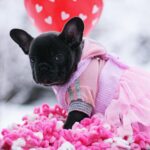 Garnet-female-French-Bulldog-puppy-for-sale-3