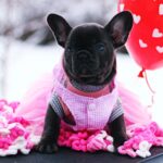 Garnet-female-French-Bulldog-puppy-for-sale-4
