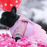 Garnet-female-French-Bulldog-puppy-for-sale-5