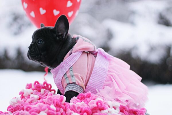 Garnet French Bulldog Garnet French Bulldog