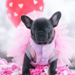 Garnet-female-French-Bulldog-puppy-for-sale-6