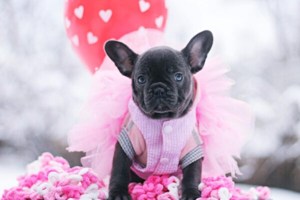 Garnet French Bulldog Garnet French Bulldog