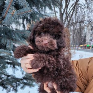 Garri Toy Poodle Garri Toy Poodle