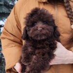 Garri-male-toy-podlee-puppy-for-sale-1 (3)