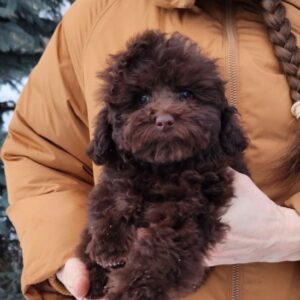 Garri Toy Poodle Garri Toy Poodle