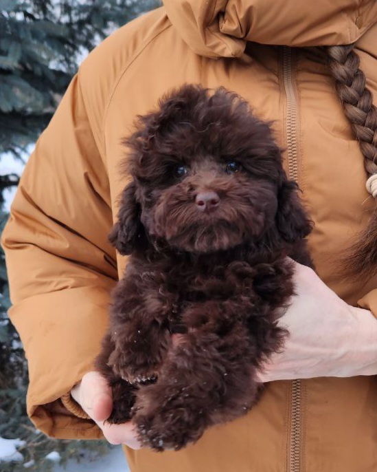 Garri Toy Poodle Garri Toy Poodle