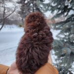 Garri-male-toy-podlee-puppy-for-sale-1 (4)