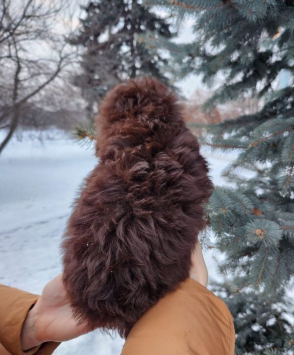 Garri Toy Poodle Garri Toy Poodle