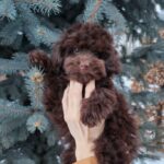 Garri-male-toy-podlee-puppy-for-sale-1 (5)