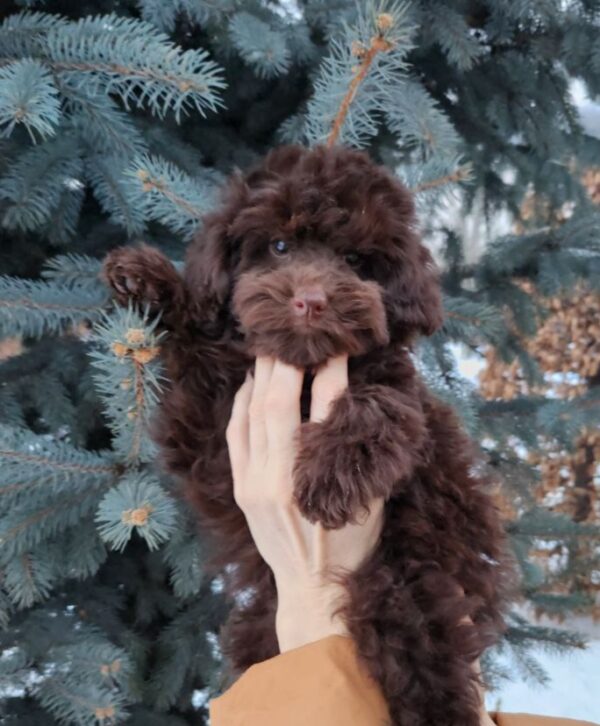 Garri Toy Poodle Garri Toy Poodle