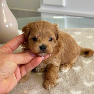 Gatsby Maltipoo Gatsby Maltipoo