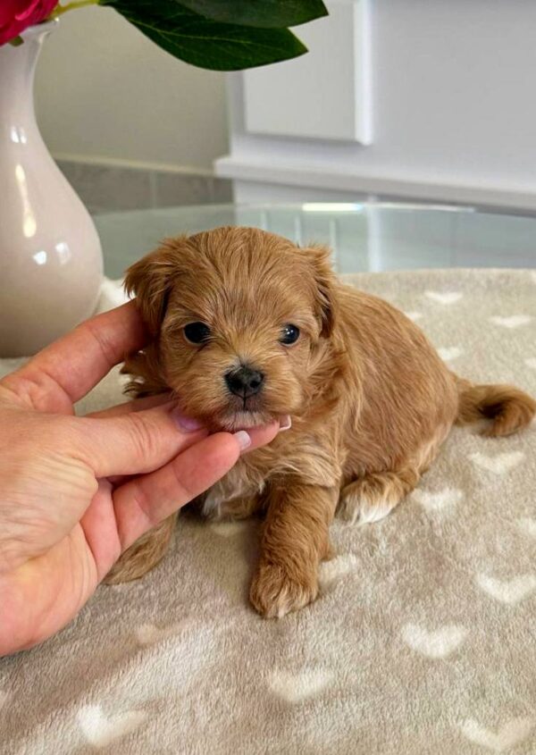 Gatsby Maltipoo Gatsby Maltipoo