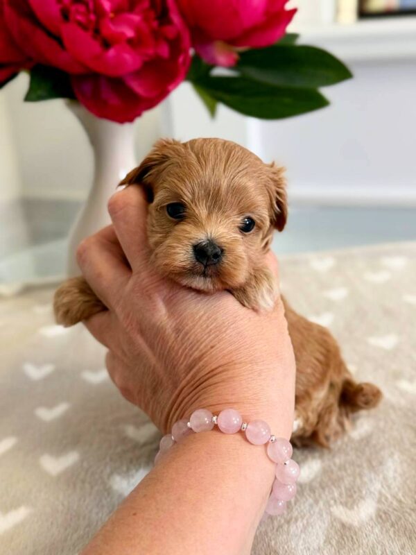 Gatsby Maltipoo Gatsby Maltipoo