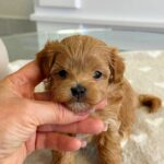 Gatsby-male-Maltipoo-puppy-for-sale-3