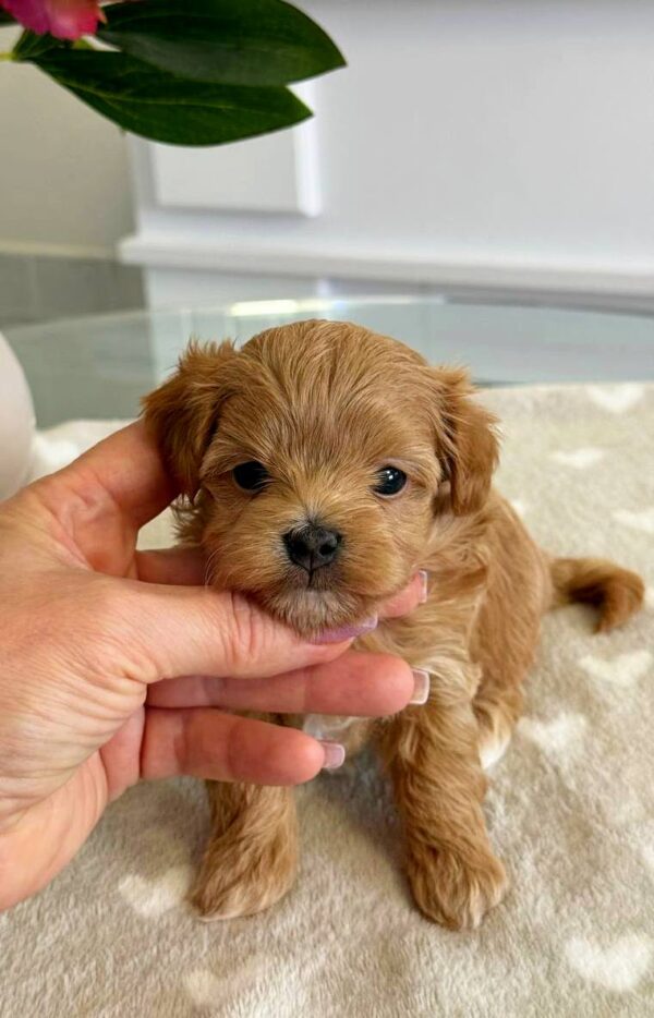 Gatsby Maltipoo Gatsby Maltipoo