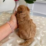 Gatsby-male-Maltipoo-puppy-for-sale-4