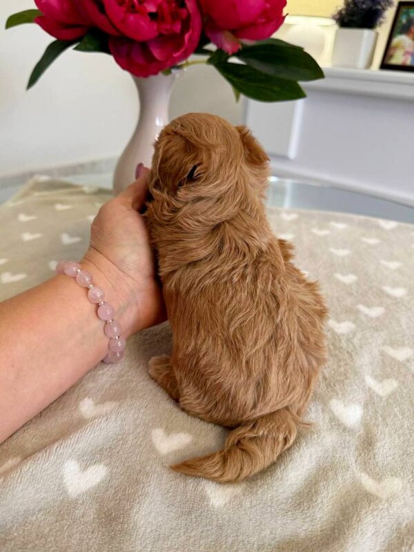 Gatsby Maltipoo Gatsby Maltipoo