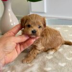 Gatsby-male-Maltipoo-puppy-for-sale-5