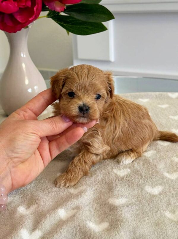 Gatsby Maltipoo Gatsby Maltipoo