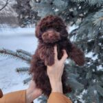 Gavin-male-toy-podlee-puppy-for-sale-1 (1)