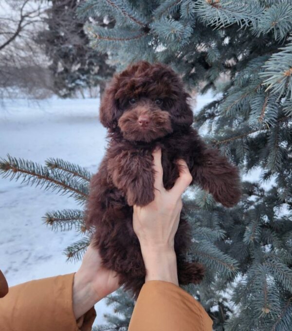 Gavin Toy Poodle Gavin Toy Poodle